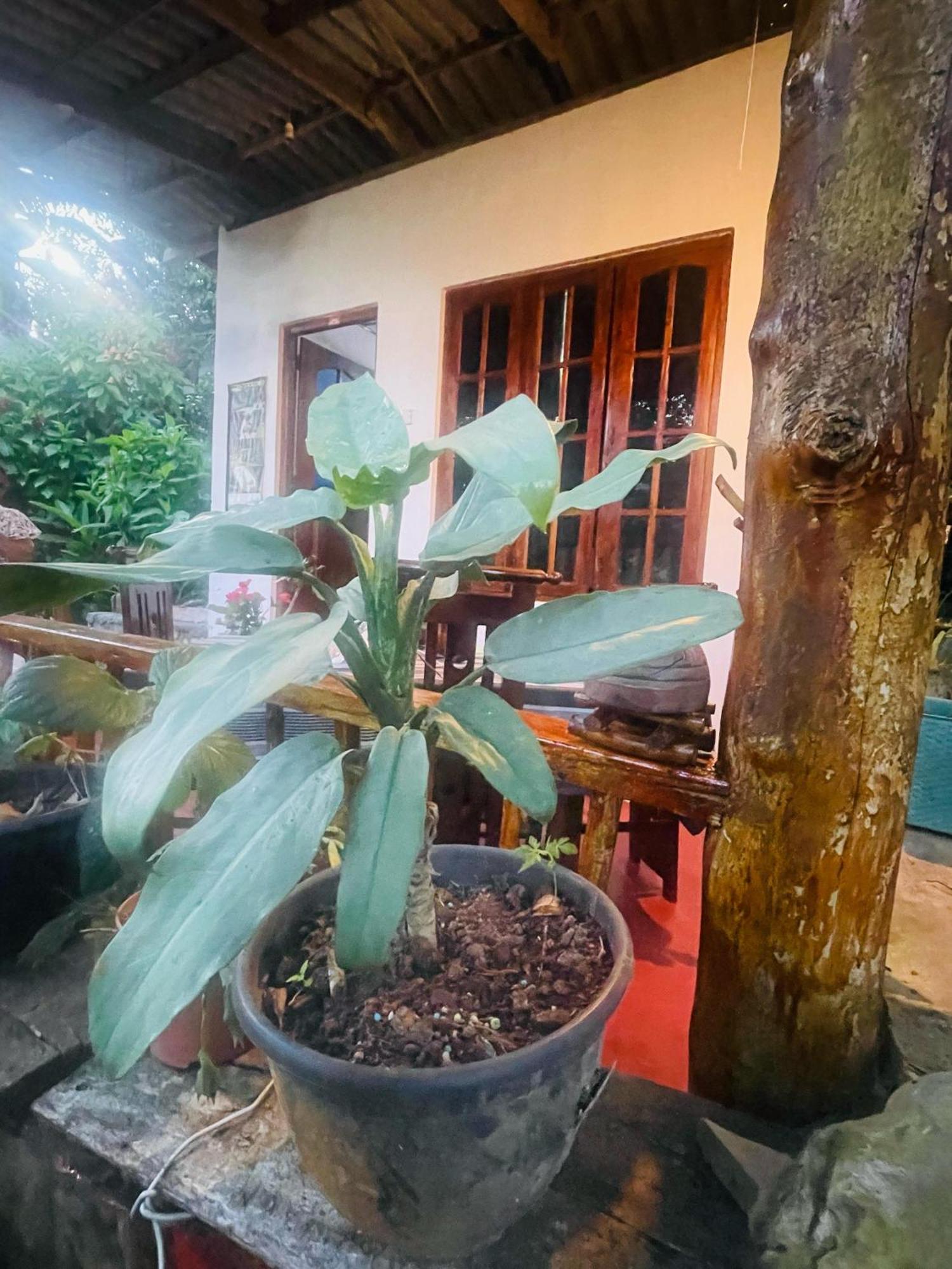 Hidden Gem Inn Ella Luaran gambar