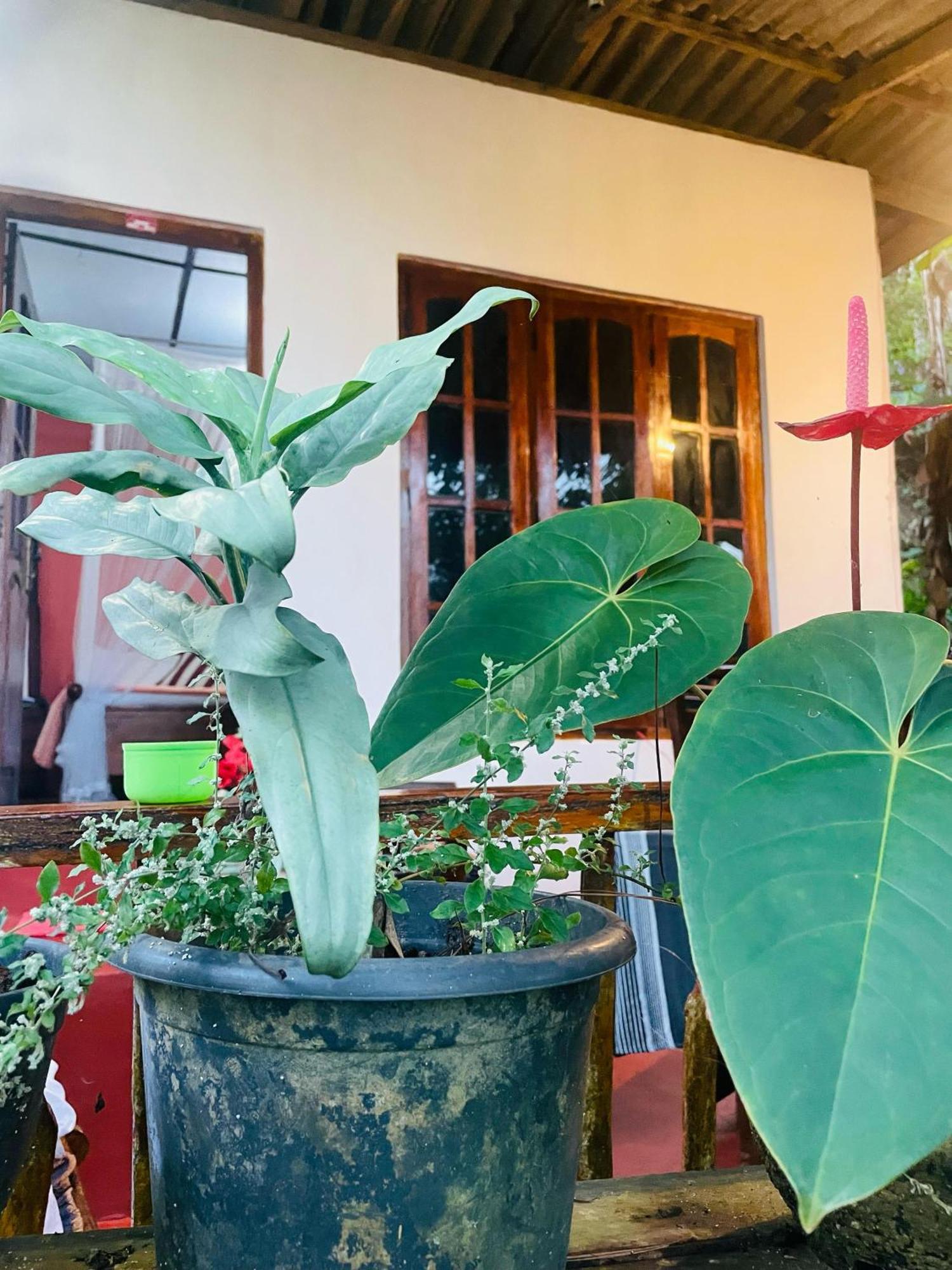 Hidden Gem Inn Ella Luaran gambar